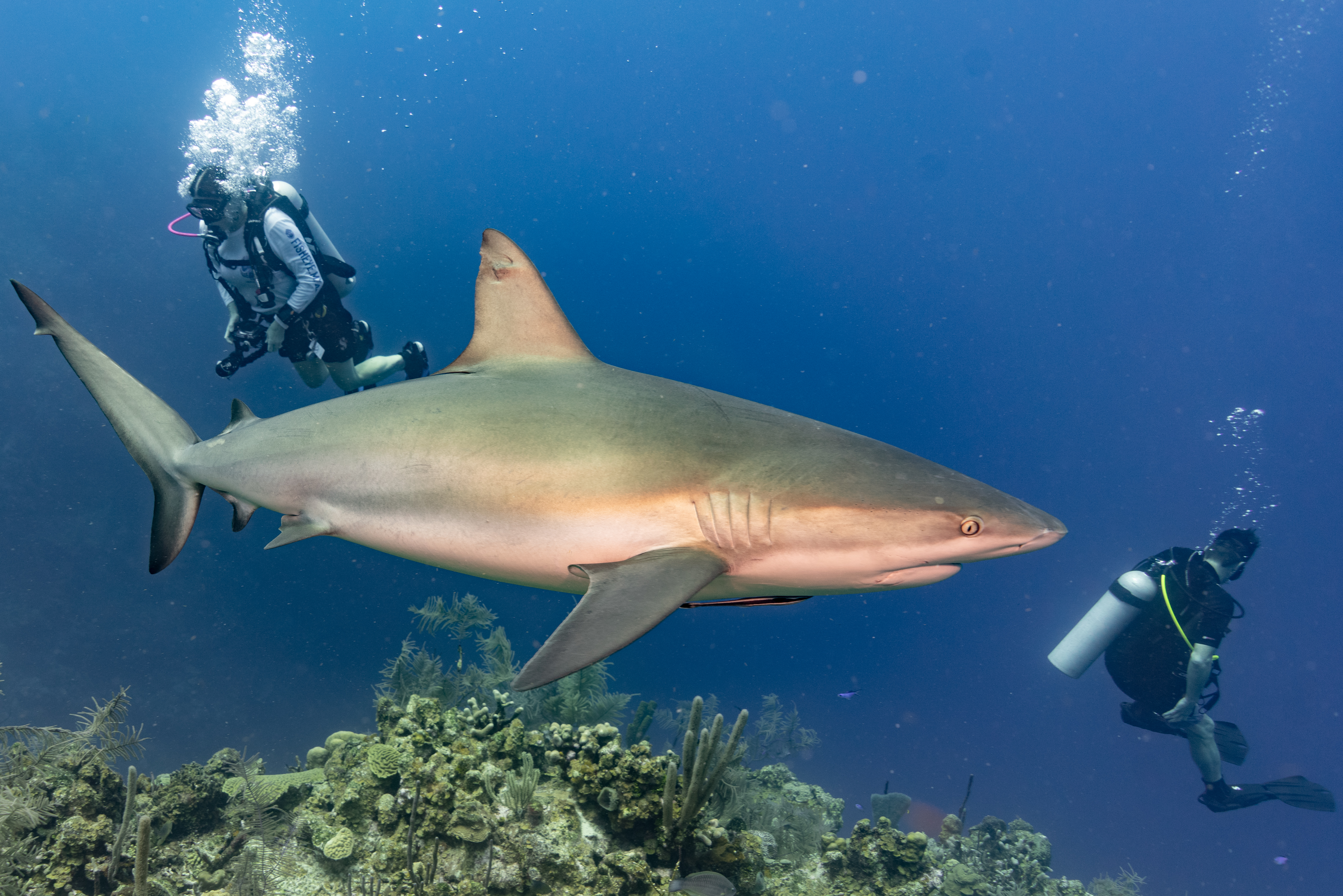 Sandi and shark