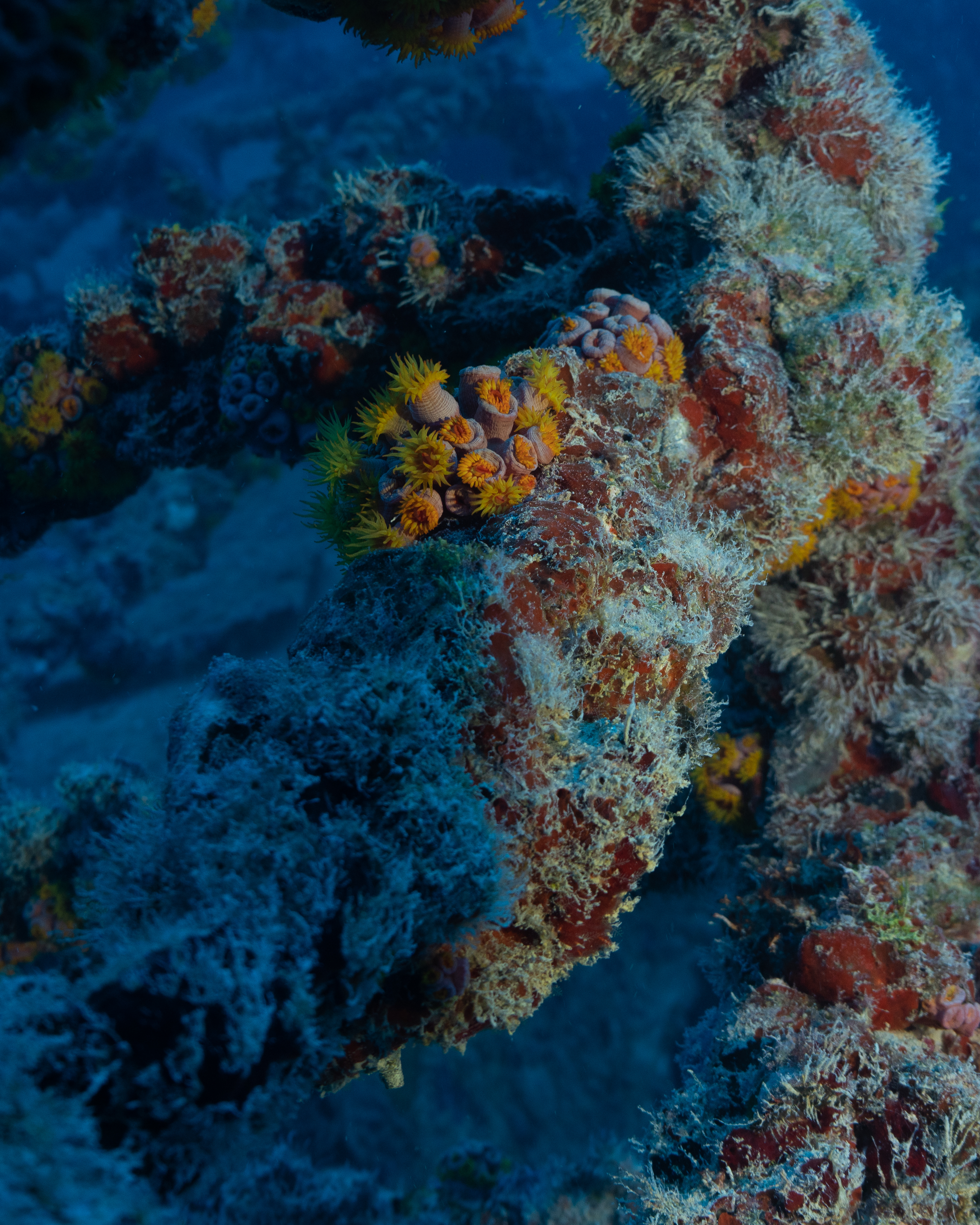 Soft Coral on the Vandenberg