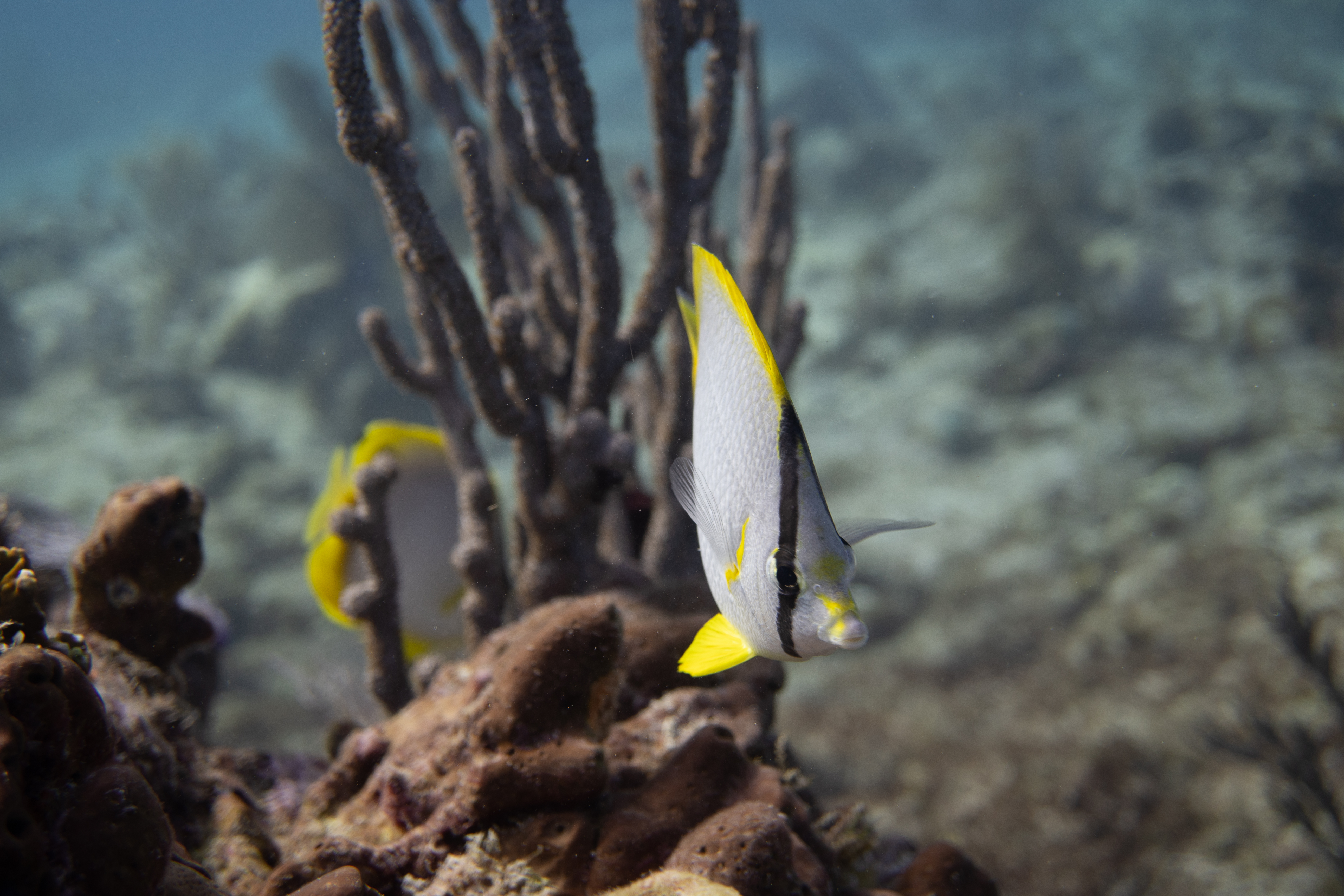 Spotfin Butterflyfish