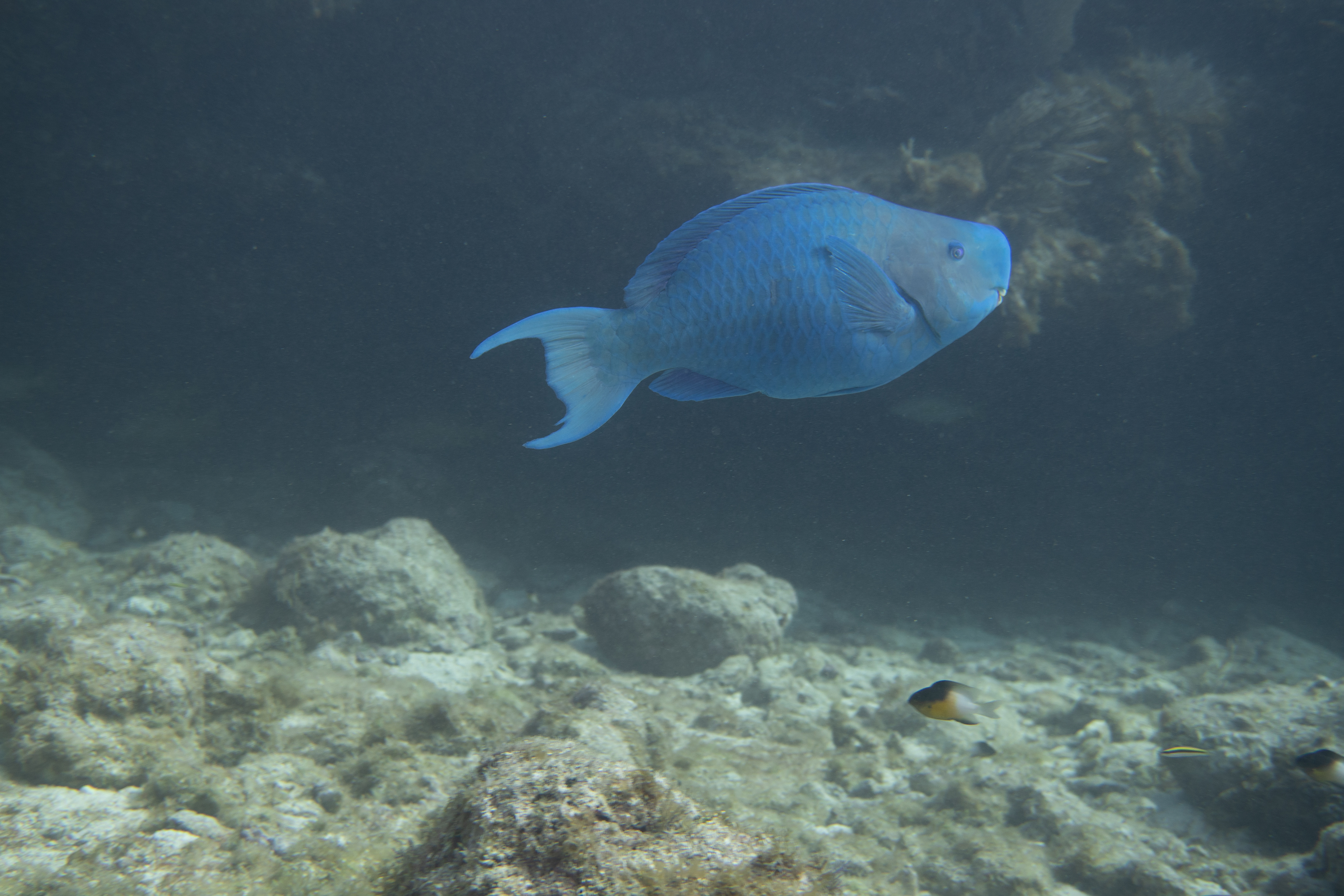 Blue Parrotfish