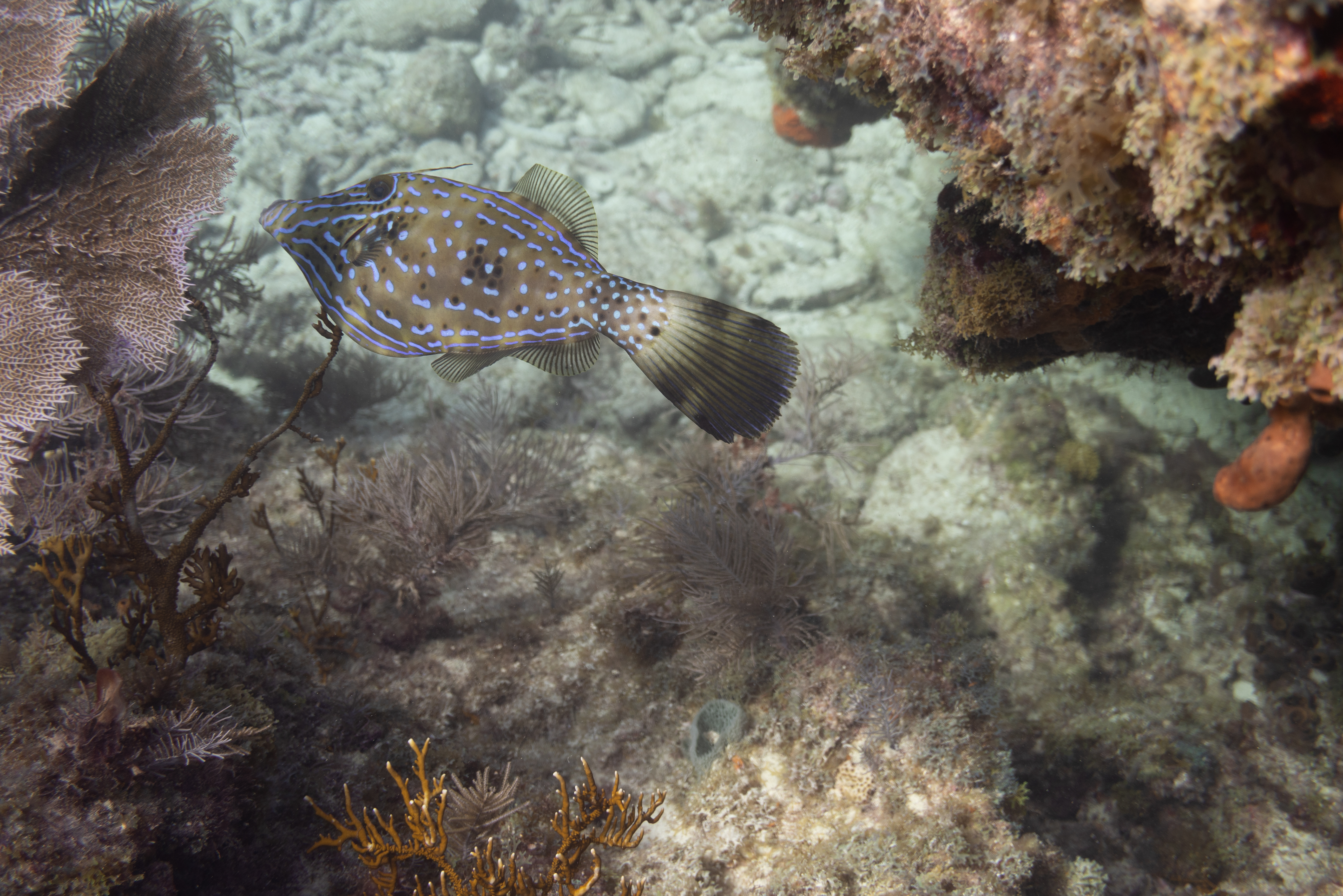 Scrawled Filefish