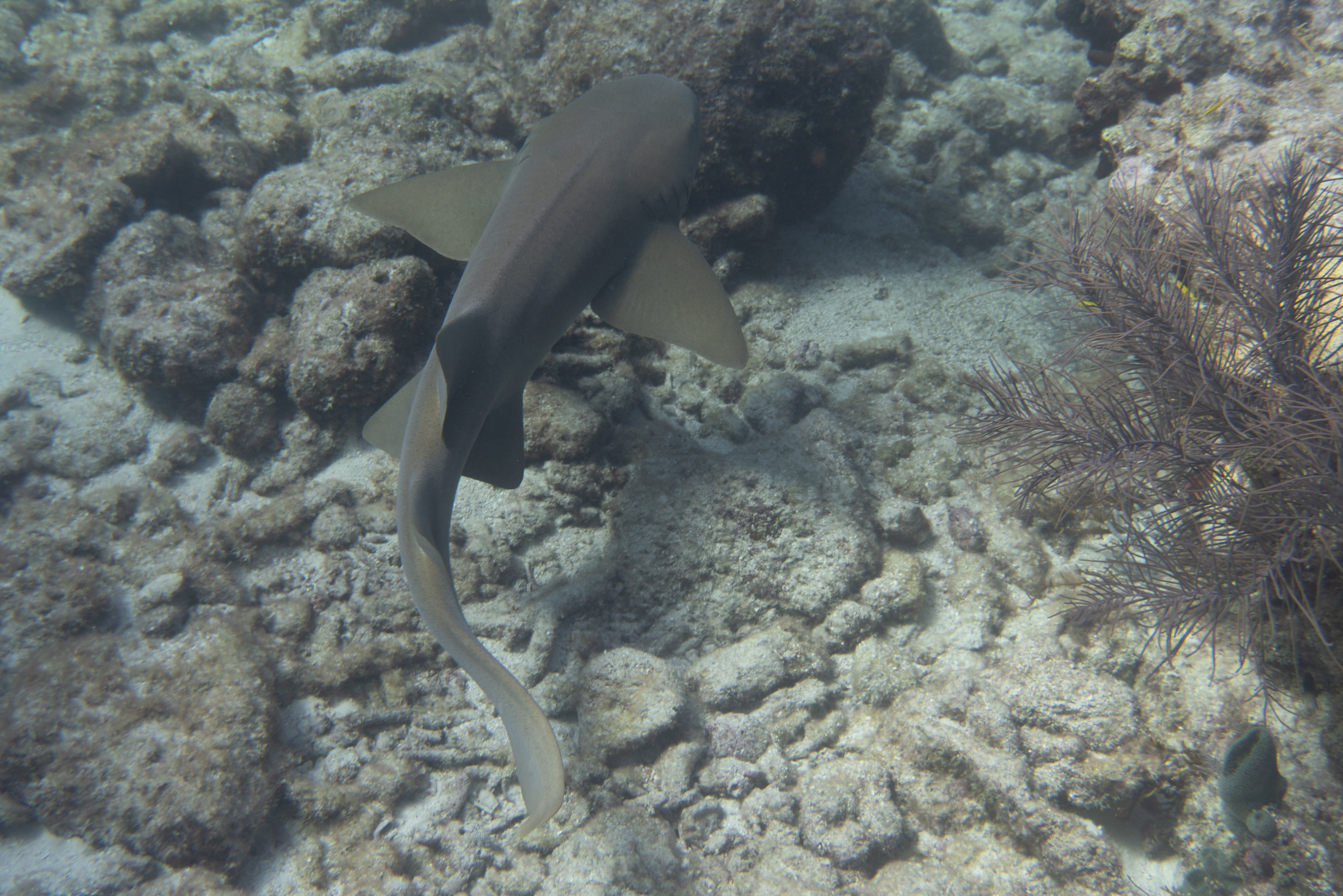 Nurse Shark