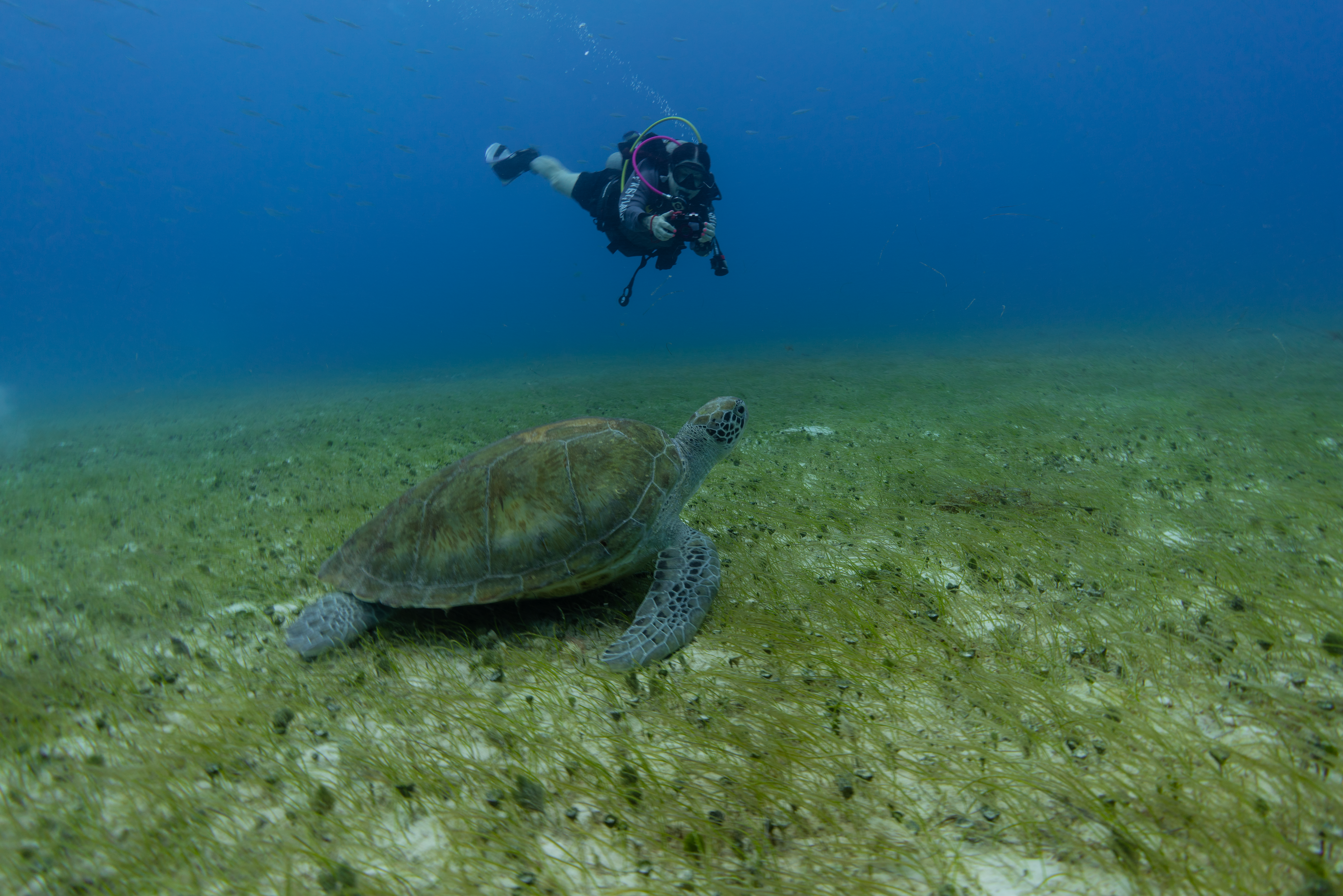 Sandi and a turtle